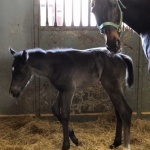 PIPPA - Filly out of BF Allouring Detail (Owned by Kelly Tucker)